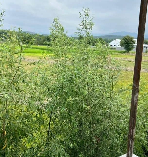 فروش ویلا 250 متری 3 خواب نور | ۲۵۰ متر