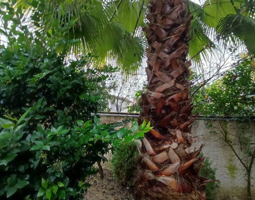 خرید ویلا باغ جنگلی با سند تک برگ | 240 متر