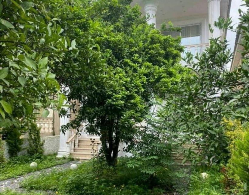 خرید ویلا باغ 300 متری جنگلی نزدیک به دریا نور | ۳۰۰ متر