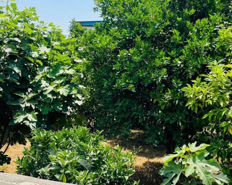 خرید ویلا 250 متری جنگلی سند دار | ۲۵۰ متر