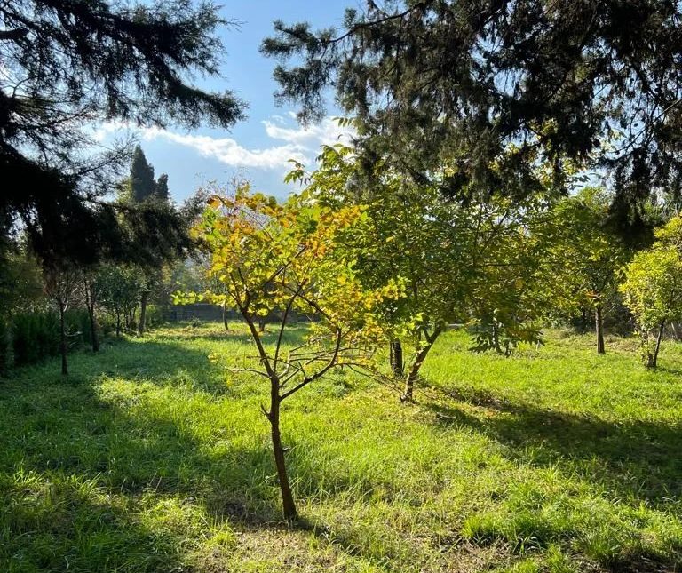 خرید باغ مرکبات در چمستان | 700 متر