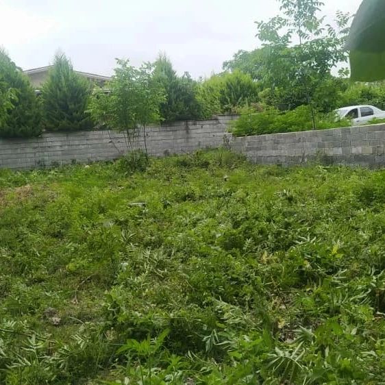 خرید زمین جفت جنگل سند دار | 300 متر