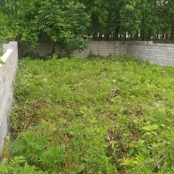خرید زمین جفت جنگل سند دار | 300 متر