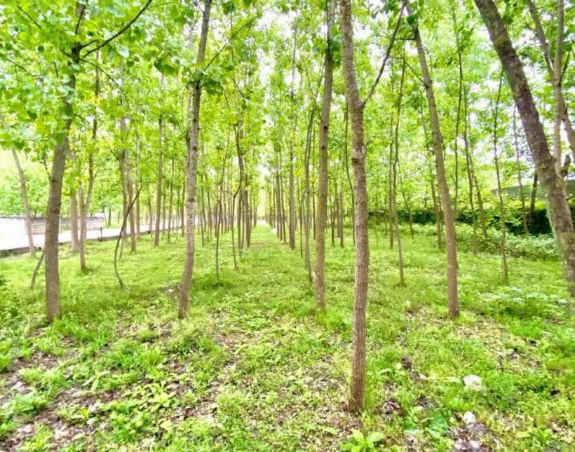 خرید ویلا باغ استخر دار 280 متری قواره اول جنگل | 280 متر