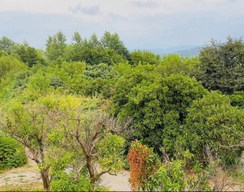خرید ویلا نما سنگ 300 متری سند دار جنگل افرا | ۳۰۰ متر