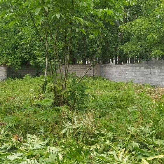 فروش قطعه 250 متری مسکونی قواره اول جنگل آماده ساخت | 250 متر