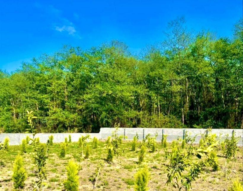 فروش زمین 150 متری قواره 1 جنگل در منطقه تهرانی نشین جوربند | ۱۵۰ متر