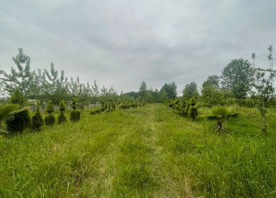 فروش زمین جوربند قواره اول جنگل 400 متری | ۴۰۰ متر