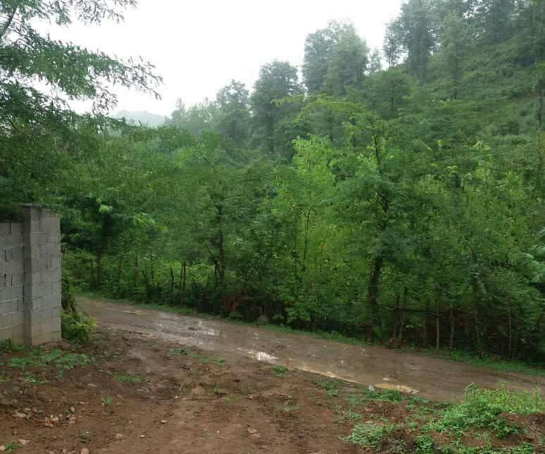 خرید زمین پلاک یک جنگل جوربند چمستان | ۷۰۰ متر