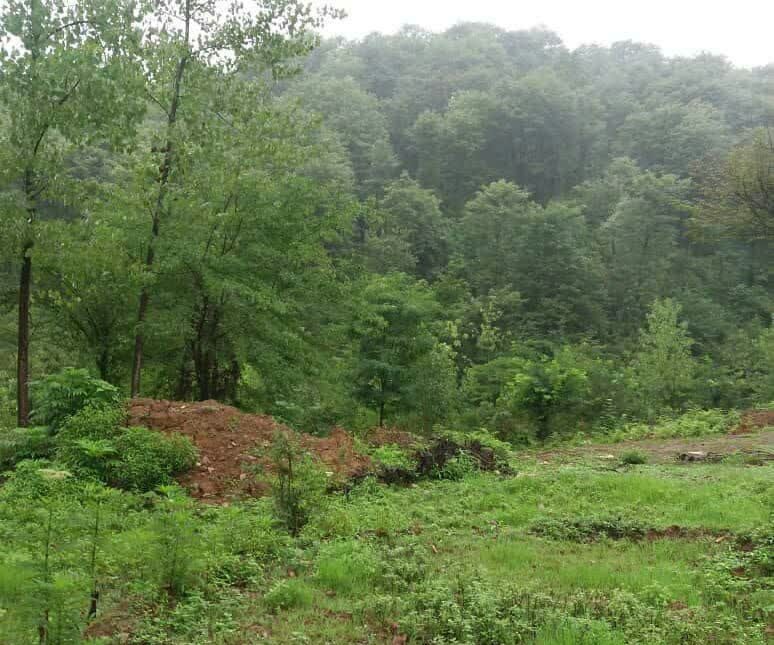 خرید زمین پلاک یک جنگل جوربند چمستان | ۷۰۰ متر