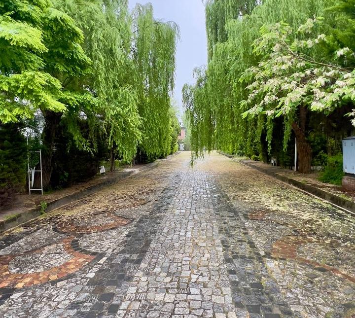 ویلا کلبه جنگلی تو دل جنگل‌های نور با ۳۰۰ متر زمین | ۳۰۰ متر