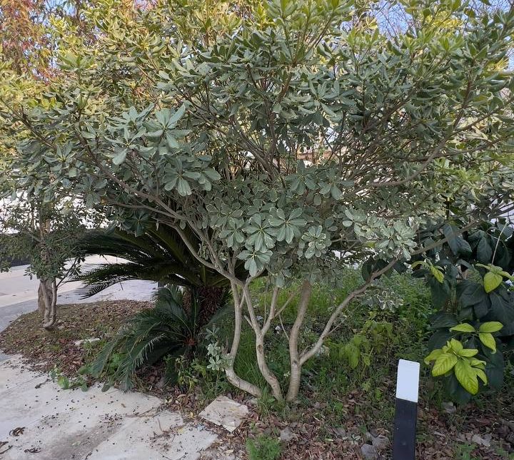 خرید ویلا باغ۷۰۰  متری اقساطی پلاک ۱ جنگل نعمت آباد چمستان | ۷۰۰ متر