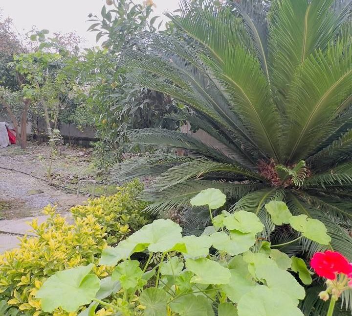 خرید خونه باغ فروش ویژه سعادت آباد چمستان اقساطی | ۳۰۰ متر