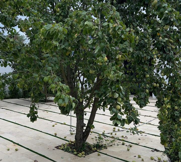 خرید ویلا باغ سه خواب سند شش دانگ 700 متری نور | 700 متر