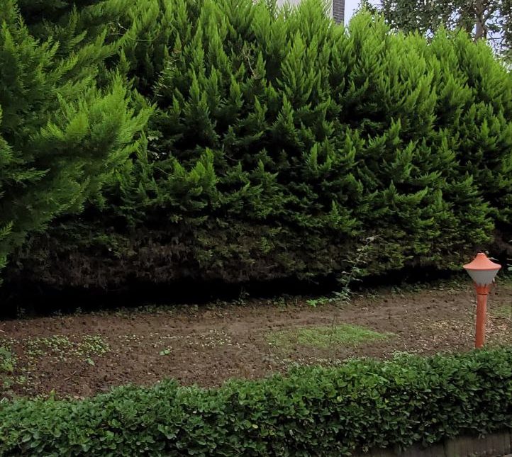 فروش باغ ویلا 360 متری وازیوار نوشهر مدارک کامل تاپ لوکیشن | 360 متر