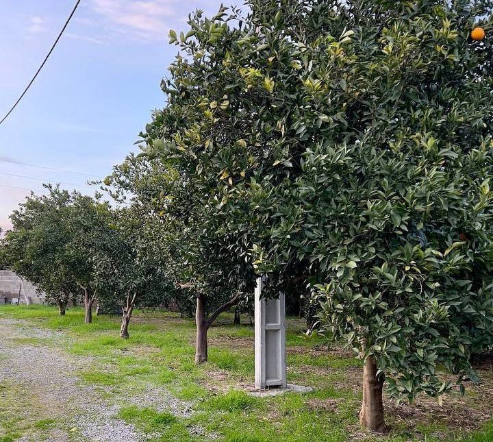 فروش ویلا شیک و مدرن جنگلی ۱۷۰ متر بنا الیمالات | 300 متر
