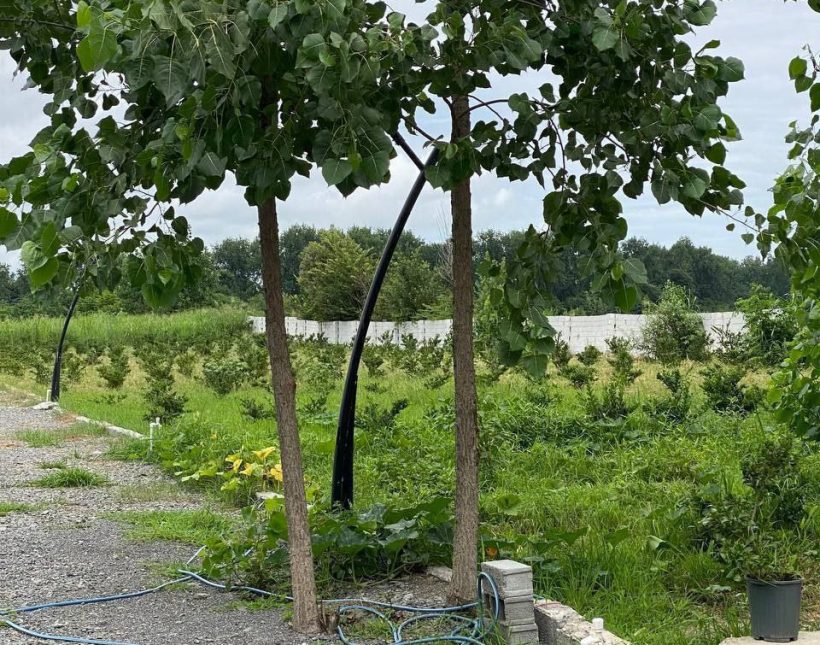 فروش زمین داخل شهرک نوپا از ۱۲۰ متر در علی آباد چمستان | ۱۲۰ متر