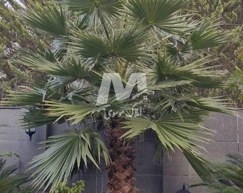 فروش باغ ویلا 420 متری استخردار منطقه برند ونوش نوشهر | 420 متر