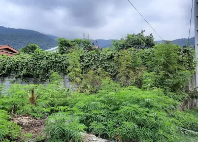 فروش زمین ۲۵۰ متری داخل بافت و مستقل چمستان | ۲۵۰ متر