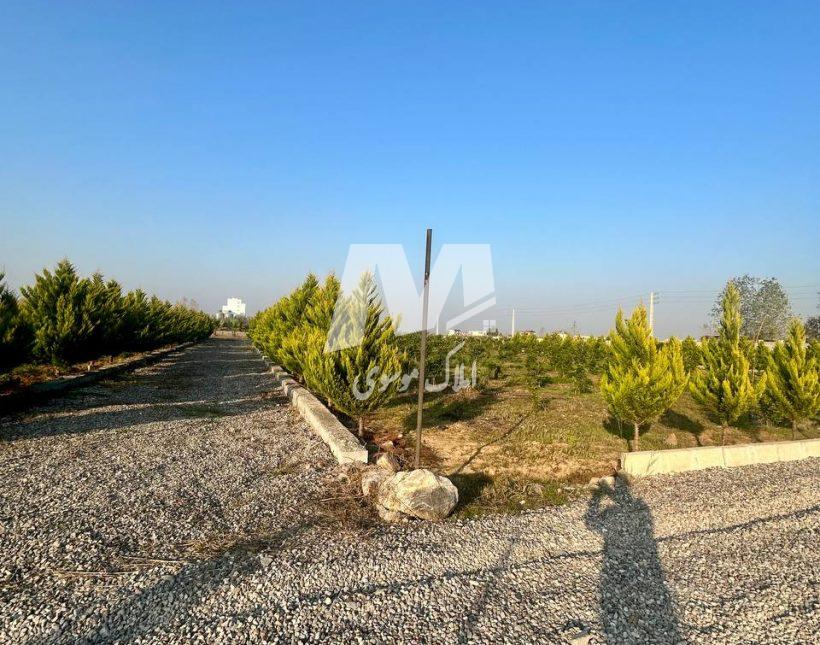 خرید زمین شهرک تازه تاسیس با سند و جواز در امیرآباد چمستان | ۲۰۰ متر