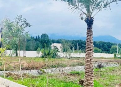 خرید زمین در نوشهر ۶۰۰ متری سند دار داخل بافت | ۶۰۰ متر