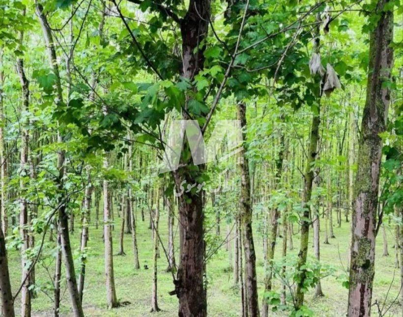 خرید ویلا در نور 300 متری قطعه اول جنگل سند دار شهرکی | 300 متر