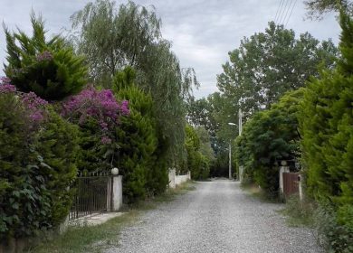 خرید زمین در شهرک هکتاری قطعه ۱ جنگل در نور الیمالات | ۳۰۰ متر