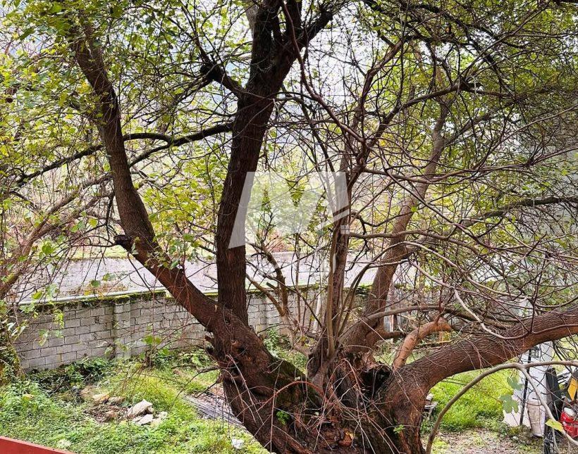 خرید ویلا باغ ۳۵۰ متری شهرکی در نعمت‌آباد چمستان | ۳۰۰ متر