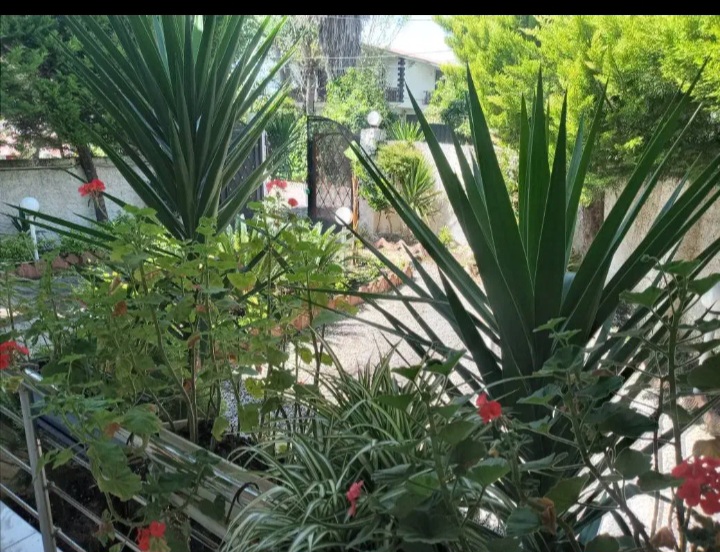 باغچه ویلای ۳ خواب در کوچه خصوصی نزدیک دریا محمودآباد | ۲۵۰ متر