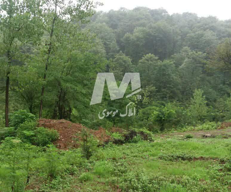 خرید زمین در چمستان 200 و 300 متر پلاک اول جنگل | 300 متر