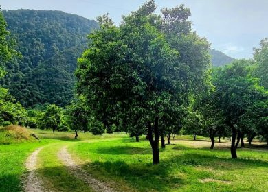 خرید زمین قیمت مناسب در منطقه لتینگان نوشهر | ۳۱۰ متر
