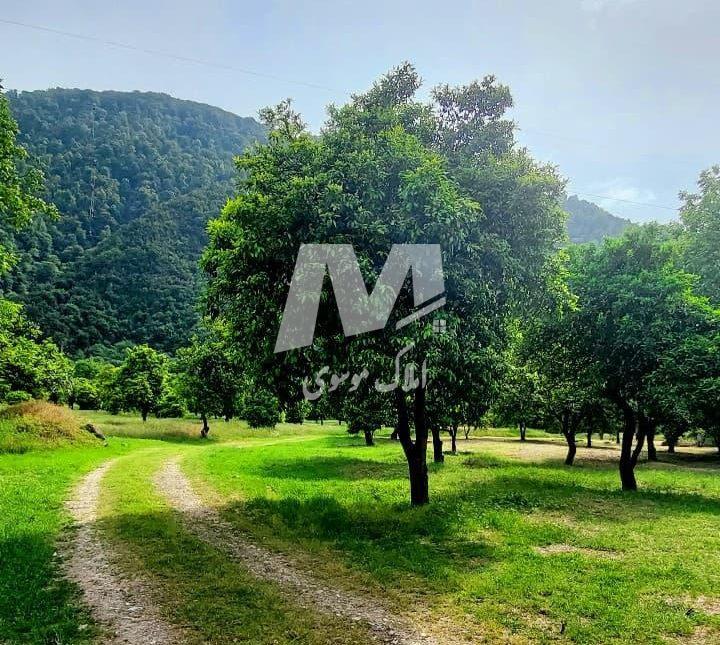 خرید زمین قیمت مناسب در منطقه لتینگان نوشهر | ۳۱۰ متر