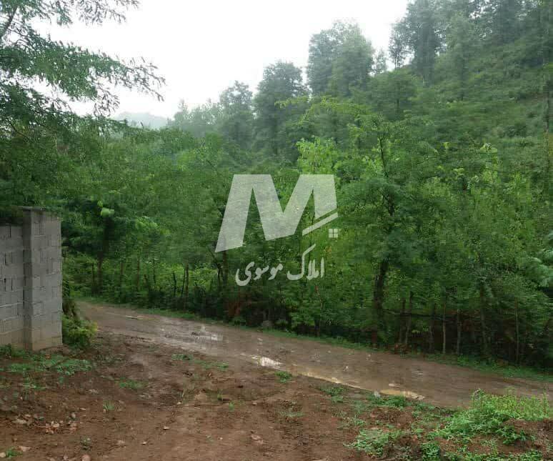 خرید زمین در چمستان ۲۵۰ متر پلاک اول جنگل سند دار | ۲۵۰ متر