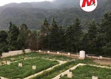 خرید زمین در نوشهر ۲۵۰ تا ۷۰۰ متر پلاک اول جنگل | ۲۵۰ متر
